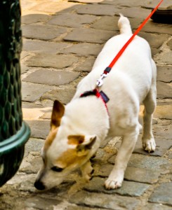 The popular Jack Brussels terrier