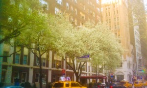 Honey Badger doesn't give a shit about Spring in New York.