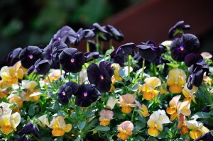 I guess I don't get the point of black flowers.