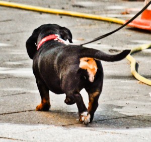 During the War,  specially trained Nazi dachshunds were members of an elite squad known as the "judenschniffen."