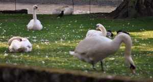 Many of these swans are over 600 years old.