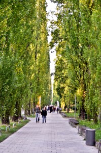 Very popular poplars