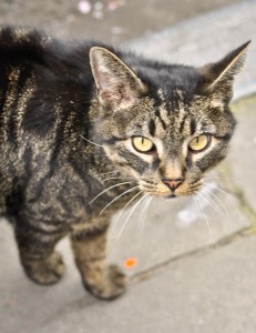 chaplin_and_jones_fan