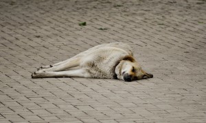 sleepy_dog